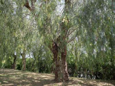...e sullo Schinus molle, il �falso pepe�...